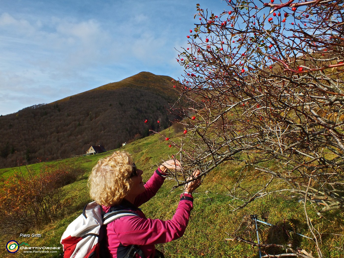 21 Mangerecce e buone le bacche di rosa canina.JPG